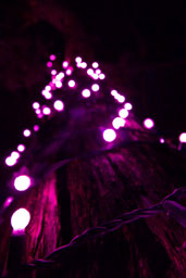 Fair Park - Purple String Lights